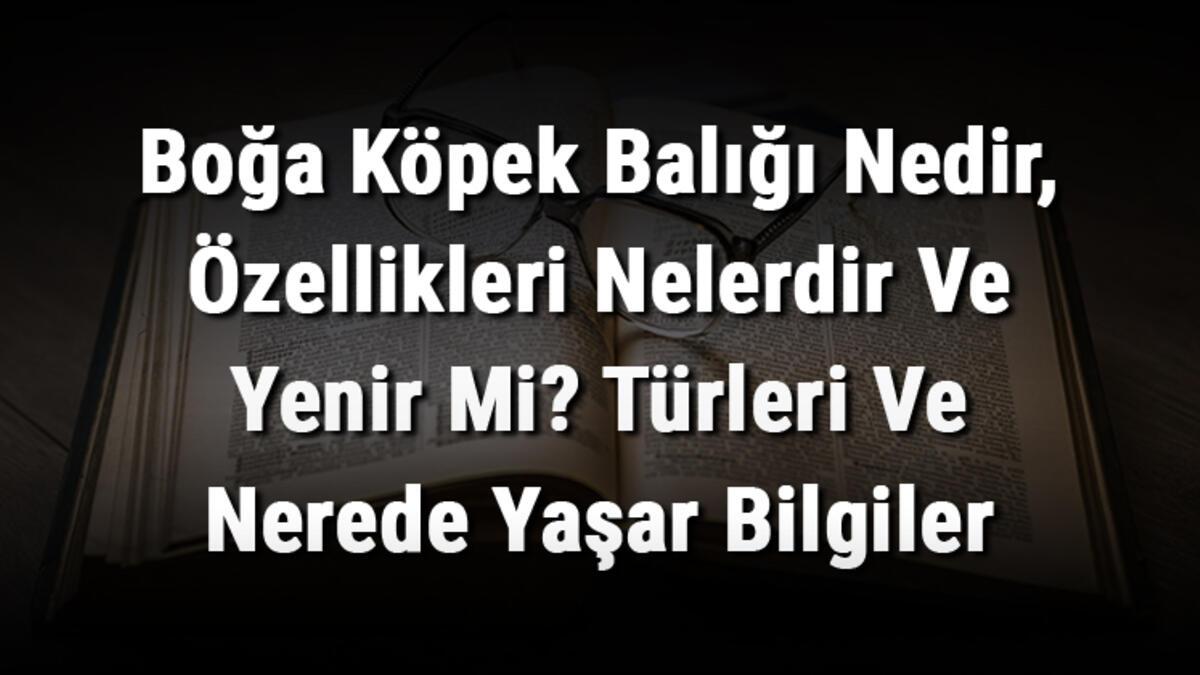 Boğa Köpek Balığı Nedir, Özellikleri Nelerdir Ve Yenir Mi? Türleri Ve Nerede Yaşar Bilgiler